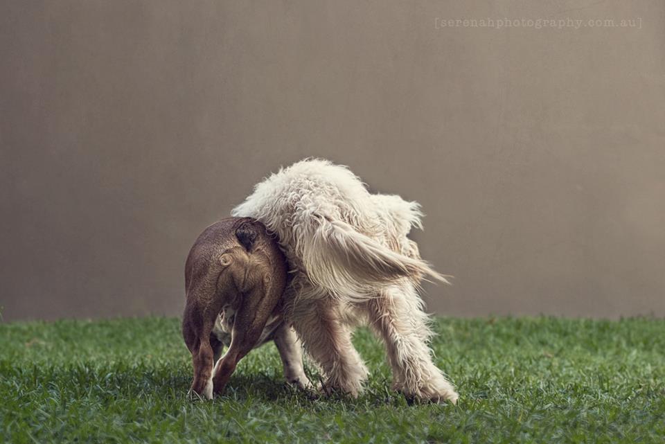 Серена Ходсон, собаки