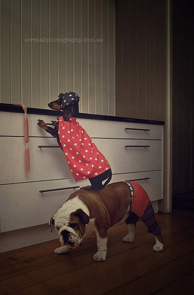 Серена Ходсон, собаки