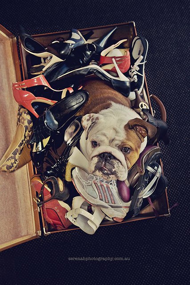 Серена Ходсон, собаки