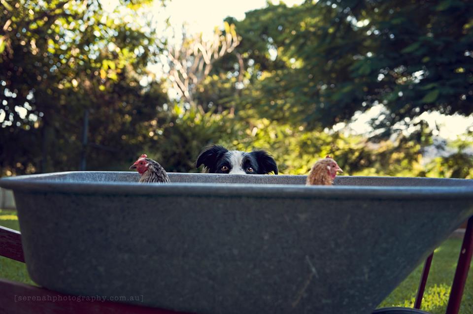 Серена Ходсон, собаки