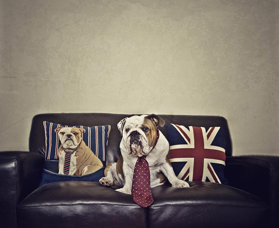 Серена Ходсон, собаки