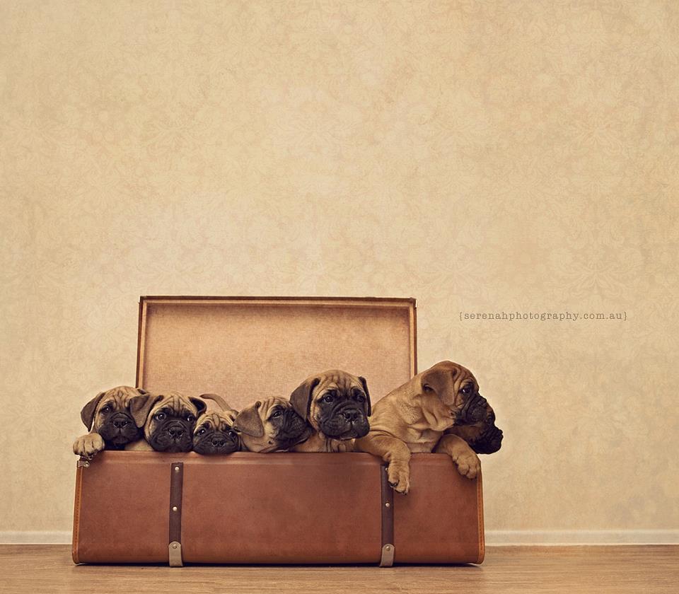 Серена Ходсон, собаки