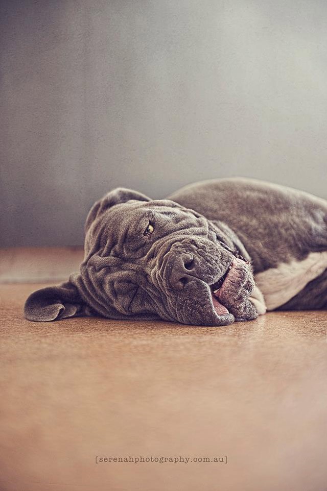 Серена Ходсон, собаки