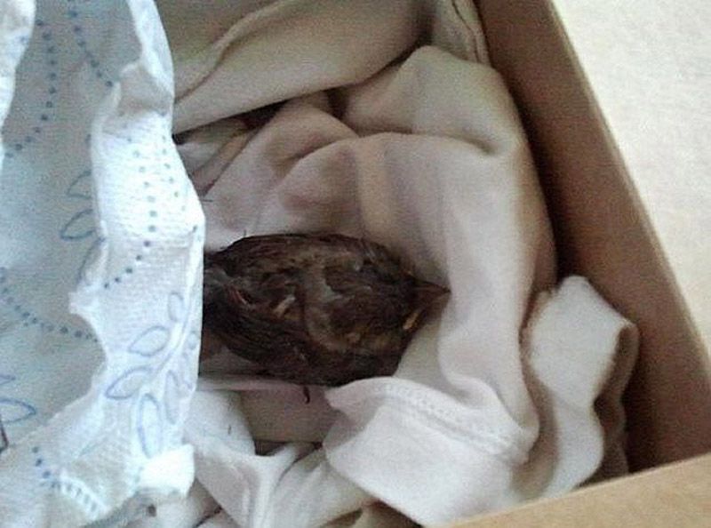 история, воробей,доброта,трогательно