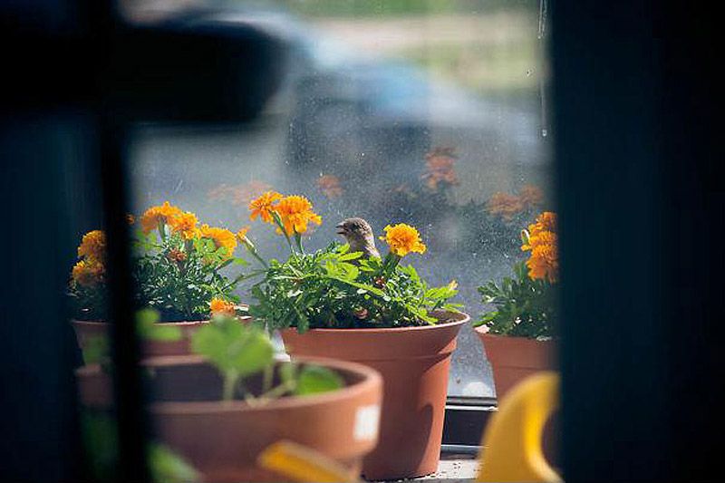 история, воробей,доброта,трогательно