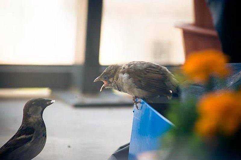 история, воробей,доброта,трогательно