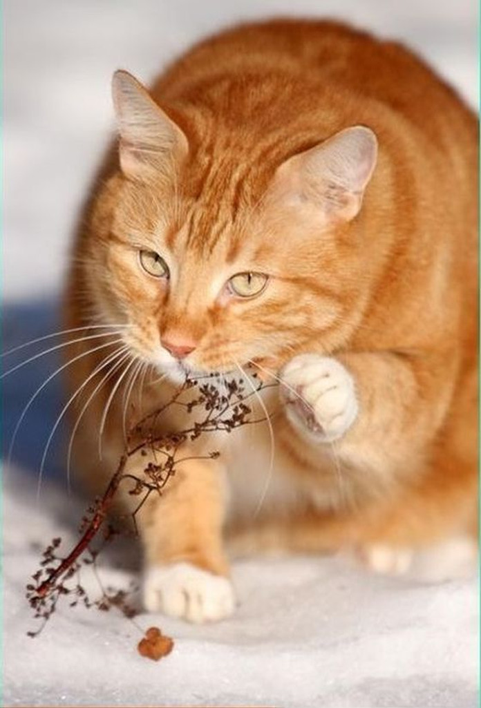 Рыжий, кот, кривляется, противно, ветка, смешное