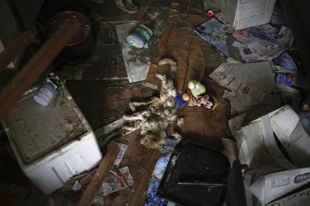 Зона отчуждения, АЭС, Фукусима, спустя 2,5 года, катастрофа, авария,  Дамир Сейголч, Damir Sagolj