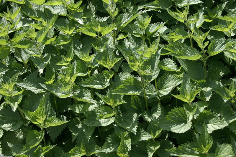 10 травяных чаев в помощь худеющим чай,похудение,советы,травы