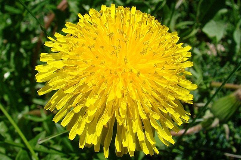 10 травяных чаев в помощь худеющим чай,похудение,советы,травы