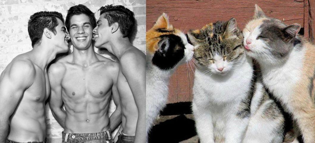 Хочу друга гея. Парни с котами. Мужчина с котом. Парные коты. Однополые коты.