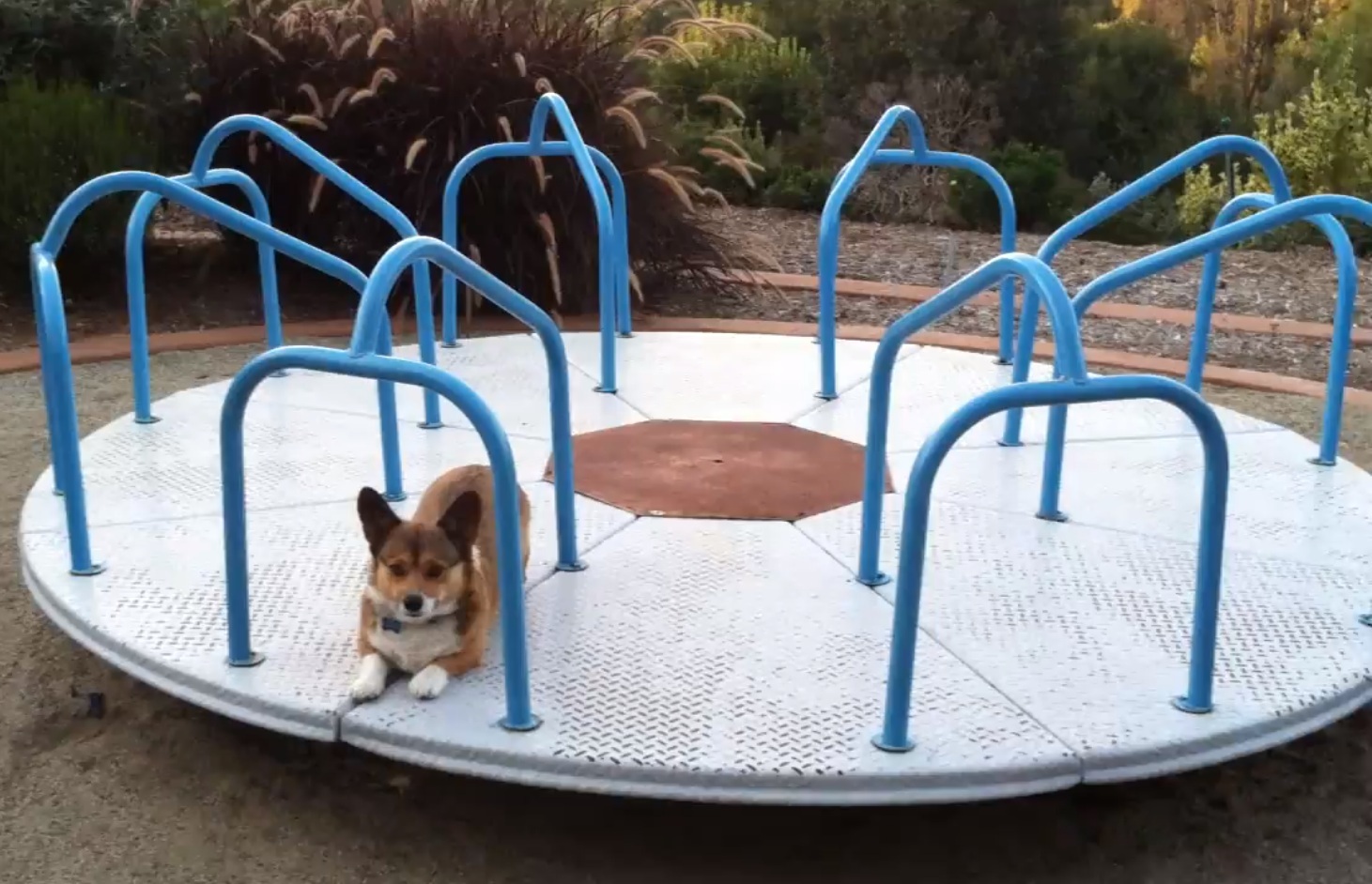 Корги, Фрикаделька, бегает, по детской, карусели