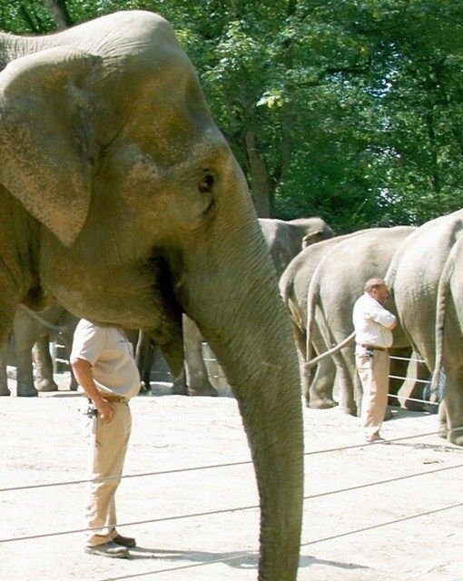 Смешное, фото, иллюзии, фотоиллюзии