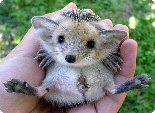 смешные ежи, ёжики 