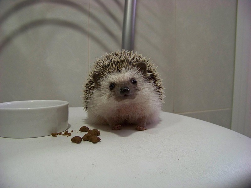 смешные ежи, ёжики 