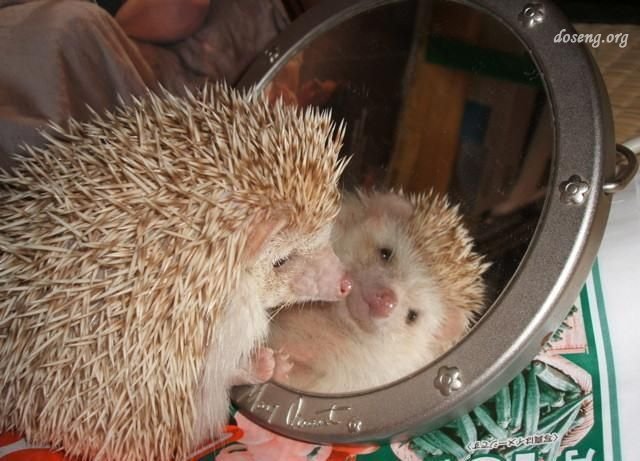 смешные ежи, ёжики 