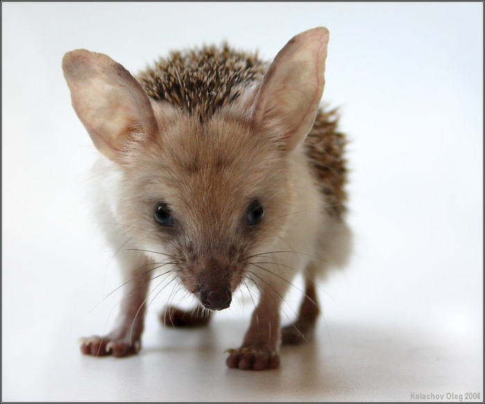 смешные ежи, ёжики 