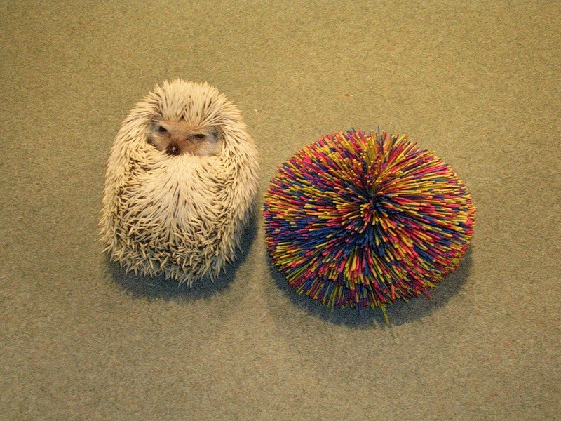 смешные ежи, ёжики 