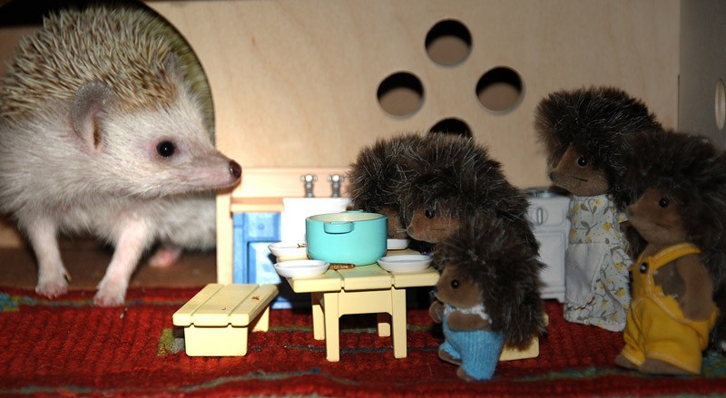 смешные ежи, ёжики 