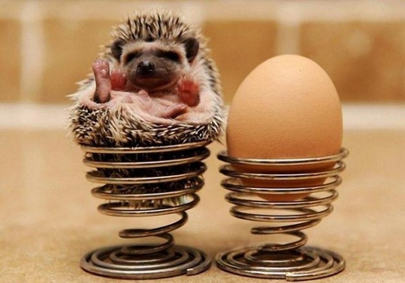 смешные ежи, ёжики 