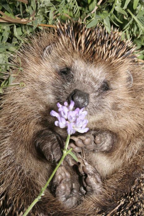 смешные ежи, ёжики 