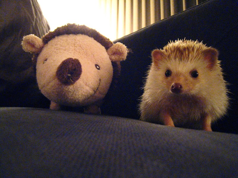 смешные ежи, ёжики 