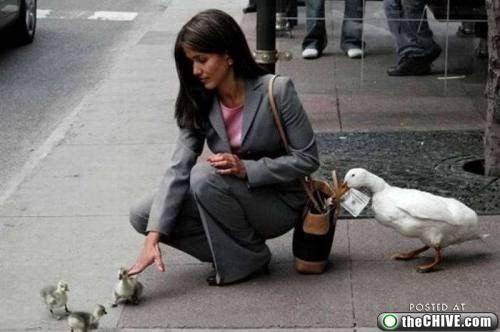 Осторожно! Птицы хулиганы! :) Смешные, птицы, хулиганы, птицы нападают, воруют