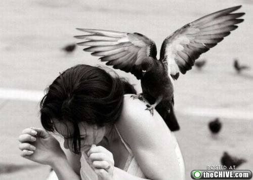 Осторожно! Птицы хулиганы! :) Смешные, птицы, хулиганы, птицы нападают, воруют