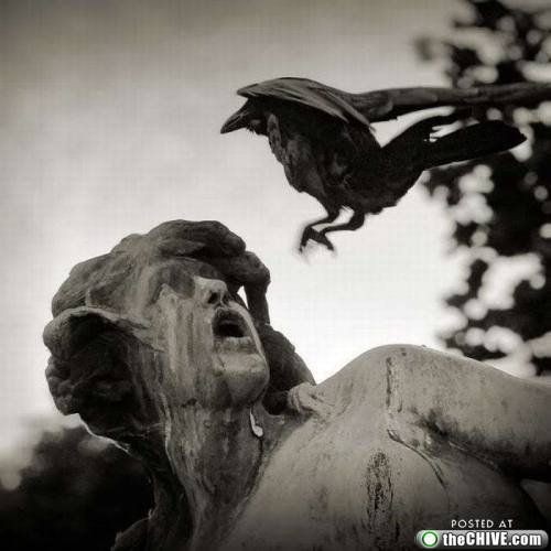 Осторожно! Птицы хулиганы! :) Смешные, птицы, хулиганы, птицы нападают, воруют