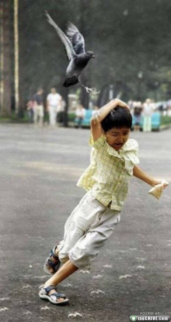 Осторожно! Птицы хулиганы! :) Смешные, птицы, хулиганы, птицы нападают, воруют