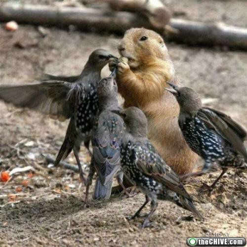 Осторожно! Птицы хулиганы! :) Смешные, птицы, хулиганы, птицы нападают, воруют