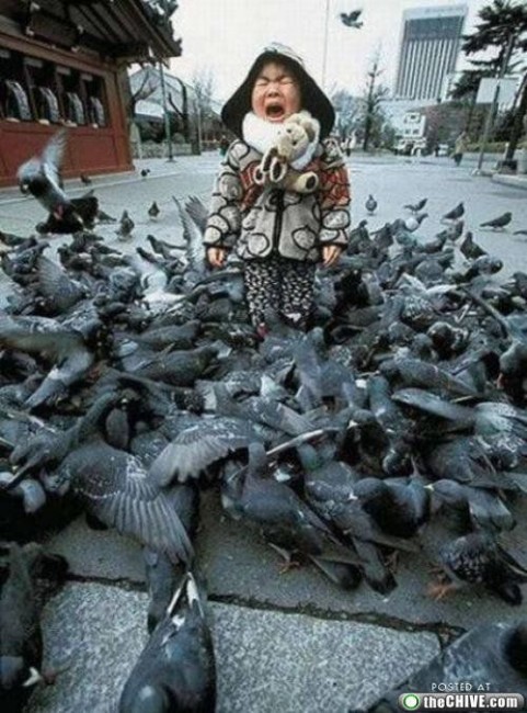 Осторожно! Птицы хулиганы! :) Смешные, птицы, хулиганы, птицы нападают, воруют