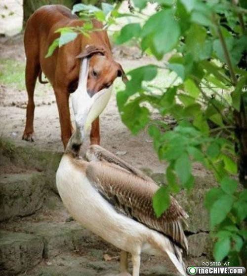 Осторожно! Птицы хулиганы! :) Смешные, птицы, хулиганы, птицы нападают, воруют