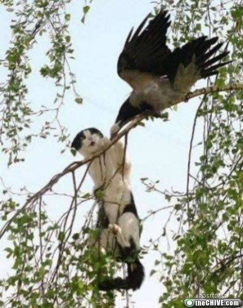 Осторожно! Птицы хулиганы! :) Смешные, птицы, хулиганы, птицы нападают, воруют