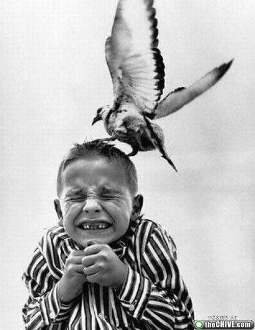 Осторожно! Птицы хулиганы! :) Смешные, птицы, хулиганы, птицы нападают, воруют