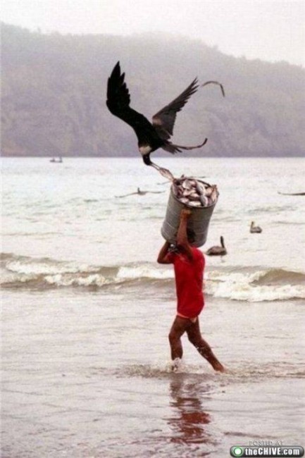 Осторожно! Птицы хулиганы! :) Смешные, птицы, хулиганы, птицы нападают, воруют