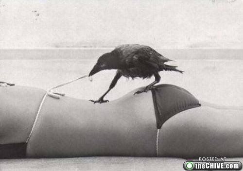 Осторожно! Птицы хулиганы! :) Смешные, птицы, хулиганы, птицы нападают, воруют