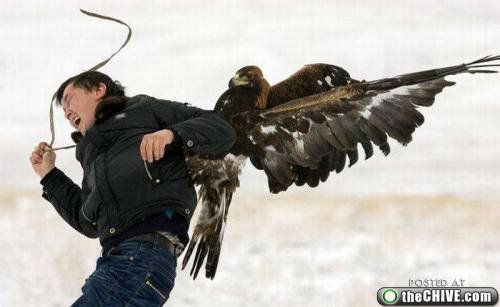 Осторожно! Птицы хулиганы! :) Смешные, птицы, хулиганы, птицы нападают, воруют