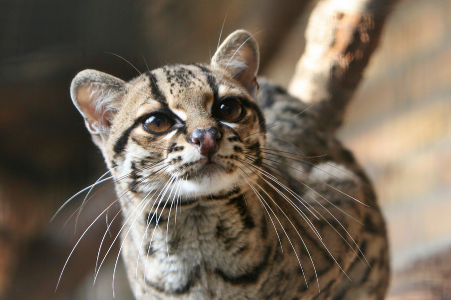 Дикая кошка породы маргай Кошка, порода, маргай