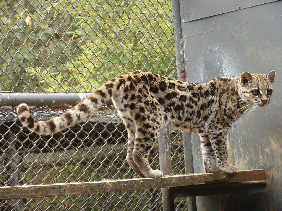 Дикая кошка породы маргай Кошка, порода, маргай