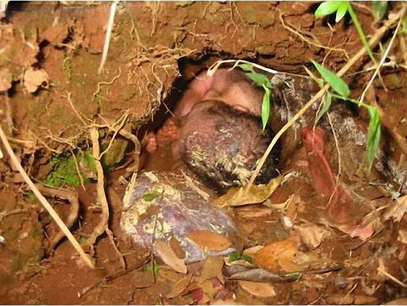 выжившие дети, 7 историй выживания младенцев