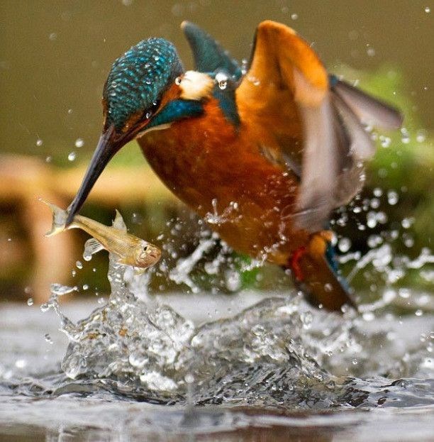 Фотографии сделанные в нужный момент XI в нужный момент, поймать кадр, лови момент