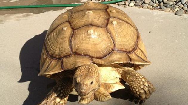 Самые гигантские домашние животные в мире Самые, гигантские, домашние животные, в мире,гиганты,питомцы