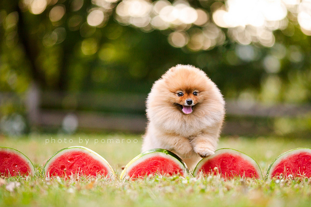 Самый, счастливый пёс, комочек шерсти,померанский шпиц,Флинт, Flint dog
