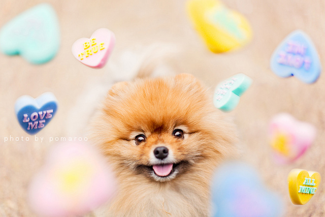 Самый, счастливый пёс, комочек шерсти,померанский шпиц,Флинт, Flint dog