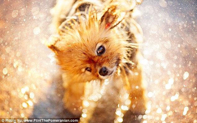 Самый, счастливый пёс, комочек шерсти,померанский шпиц,Флинт, Flint dog