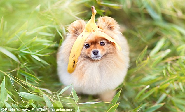 Самый, счастливый пёс, комочек шерсти,померанский шпиц,Флинт, Flint dog