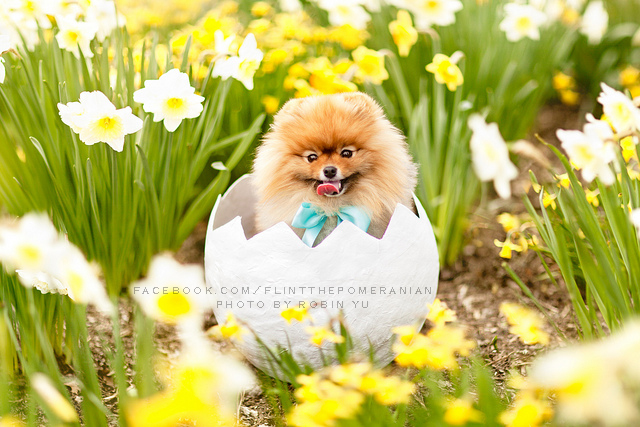 Самый, счастливый пёс, комочек шерсти,померанский шпиц,Флинт, Flint dog