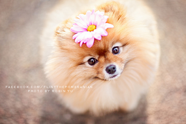 Самый, счастливый пёс, комочек шерсти,померанский шпиц,Флинт, Flint dog