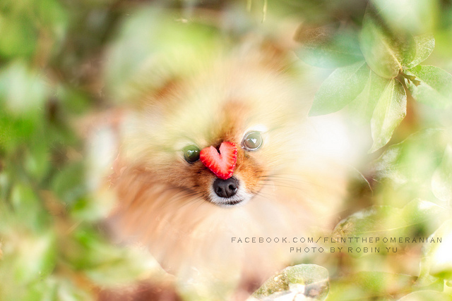 Самый, счастливый пёс, комочек шерсти,померанский шпиц,Флинт, Flint dog